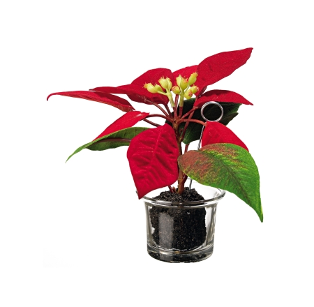 Euroflor | 66937 Poinsettia rojo    Euroflor