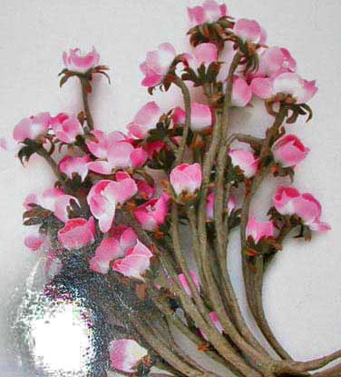 !  | A 720 pink flower Blachere