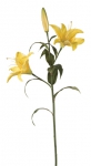 Euroflor | 62828.04 Rubrum Lily L90cm amarillo Euroflor
