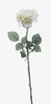 Euroflor | 63587.01 blanco Single Georgia Rose W/3 H65cm Euroflor