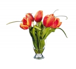Euroflor | 63686.02 naranja Tulip arr mater Euroflor