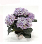 Concoral | 4903399 Hortensia lavanda Concoral