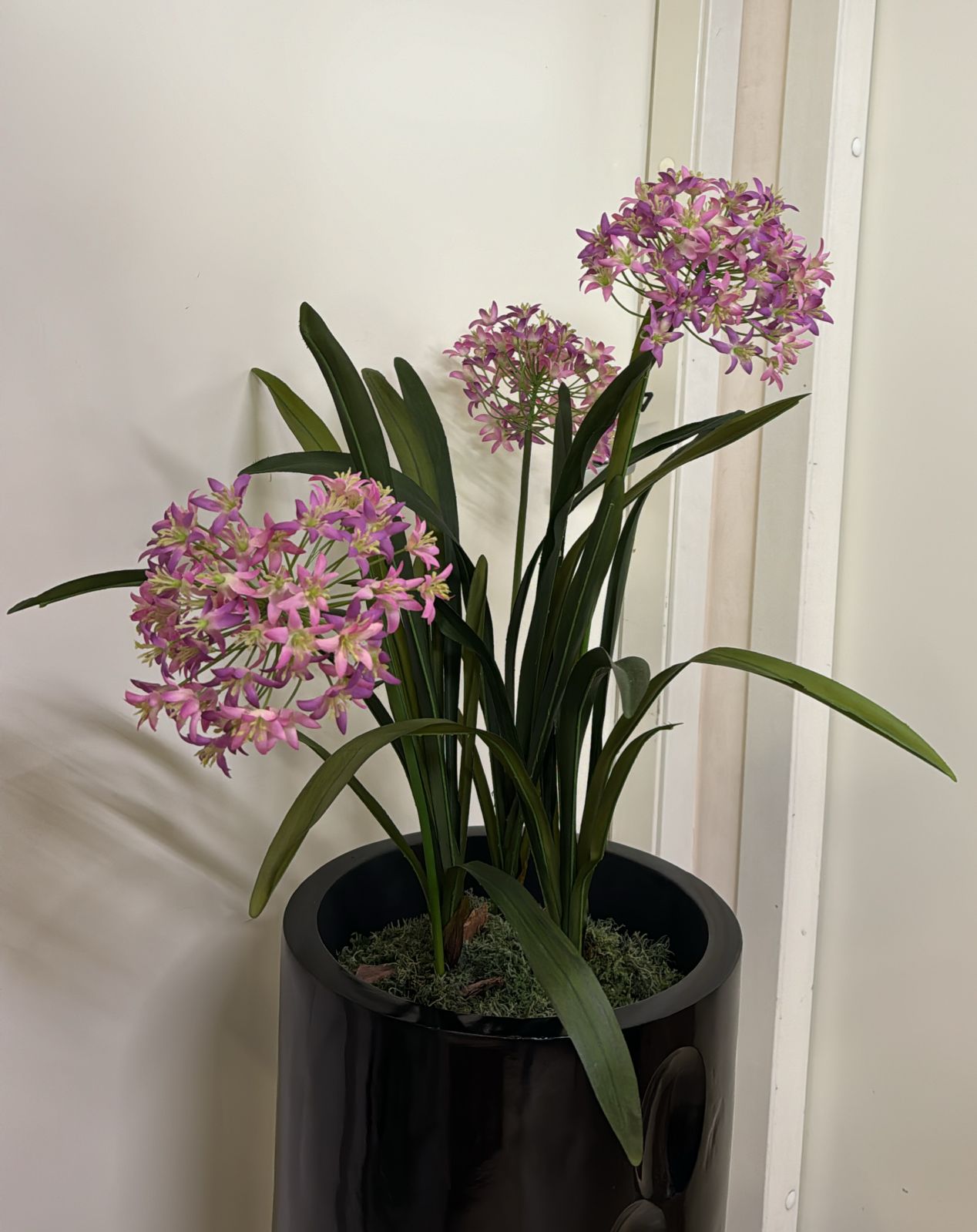 Euroflor | 64991 AGAPANTHUS Euroflor