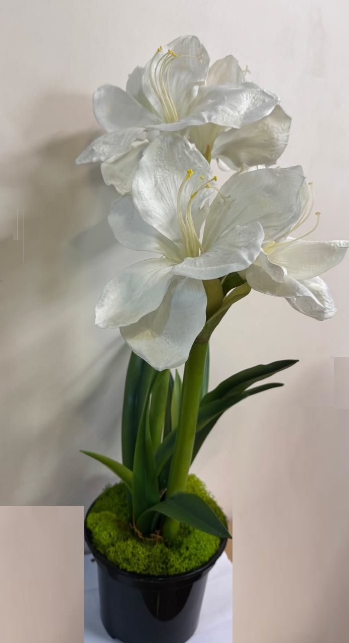 Euroflor | 66474.01/2 � ������ �����  AMARYLLIS STEM X3 Euroflor