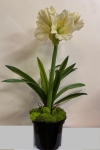 Euroflor | 58562.02/1     AMARYLLIS STEM Euroflor